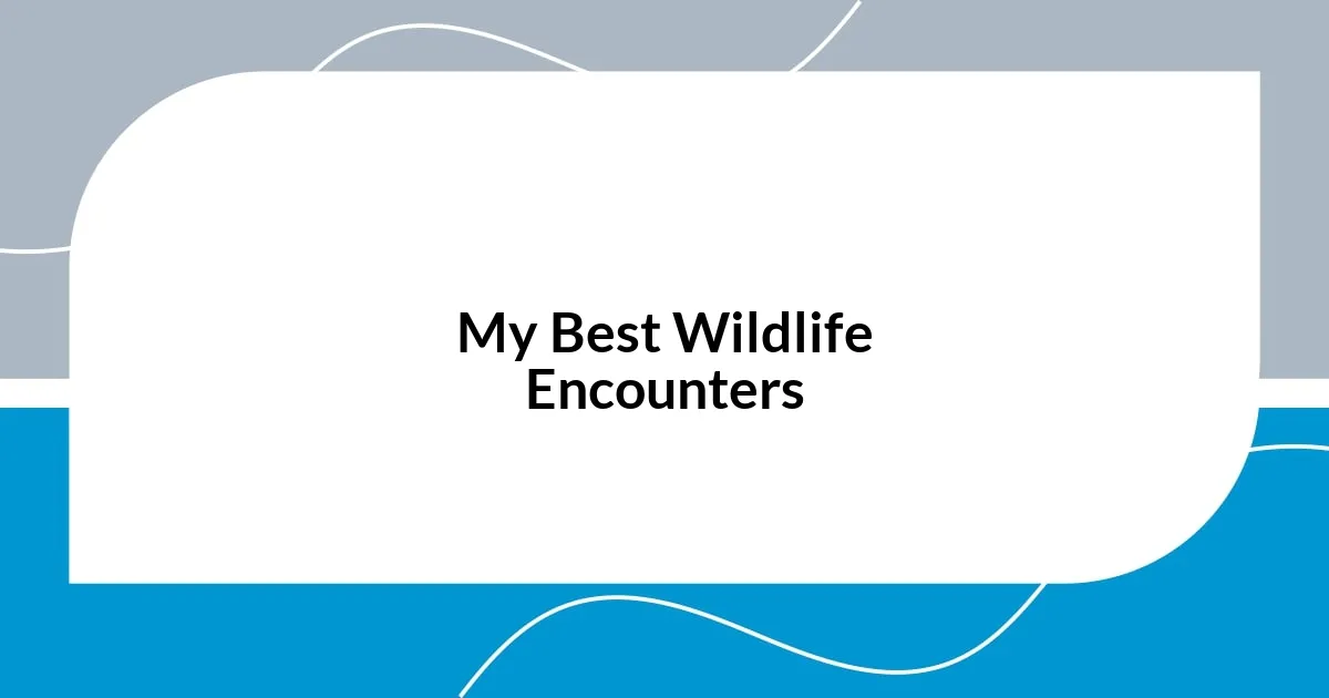 My Best Wildlife Encounters